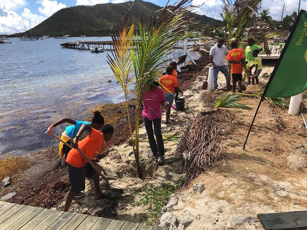 New Coconut Palms for Trellis Bay Tortola