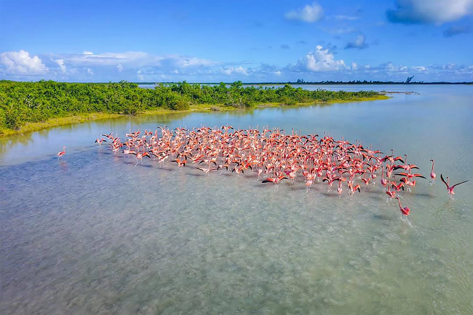 Pink Flamingos on Anegada BVI