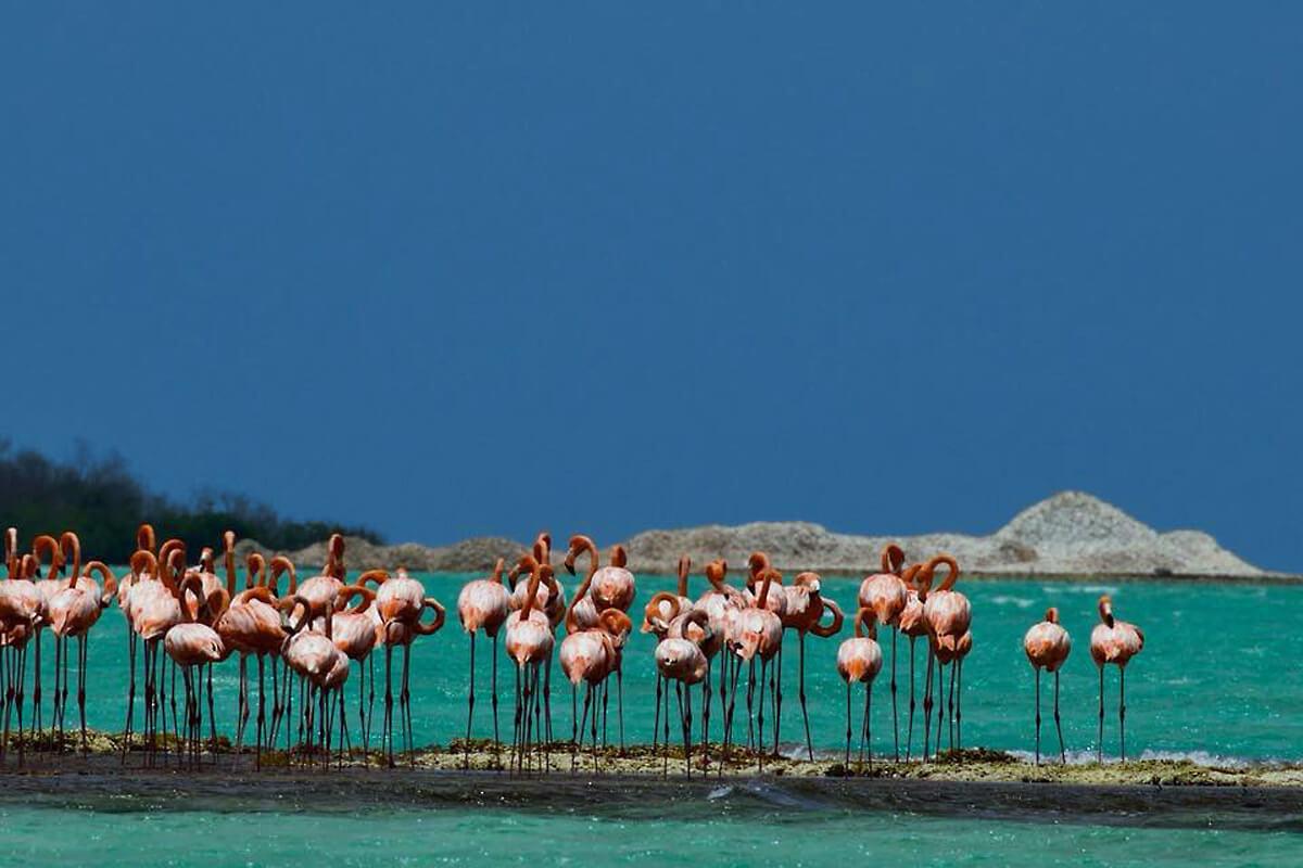 Experience the Beauty of Anegada