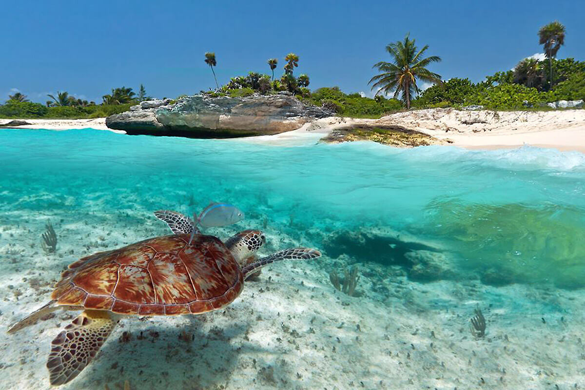 Day Trips BVI - Snorkeling with Turtles